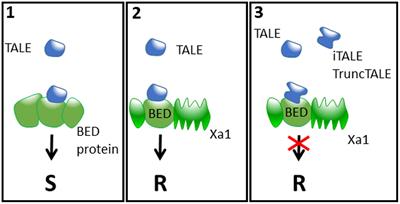 Effector Mimics and Integrated Decoys, the Never-Ending Arms Race between Rice and Xanthomonas oryzae